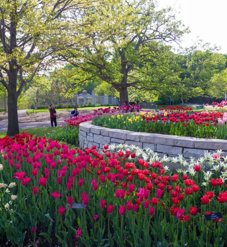 a bunch of flowers in a garden