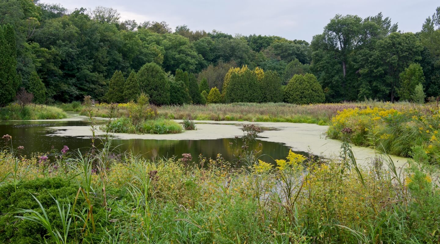 a pond
